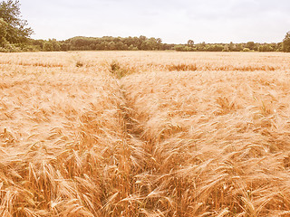 Image showing Retro looking Barleycorn field