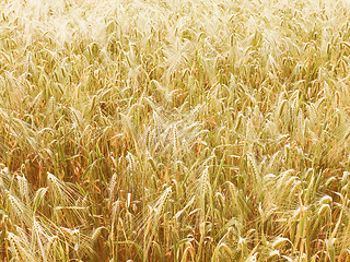 Image showing Retro looking Barleycorn field