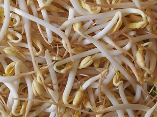 Image showing Mung bean sprouts vegetables