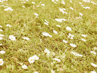 Image showing Retro looking Daisy flower