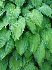 Image showing hosta leaves