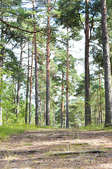 Image showing summer pine forest and path