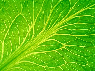 Image showing leaf of salad