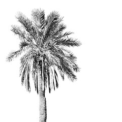 Image showing tropical palm in morocco africa alone   and the sky