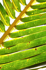 Image showing  thailand   abstract  in the light  leaf   veins background     