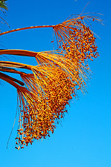 Image showing fruit in the sky morocco  