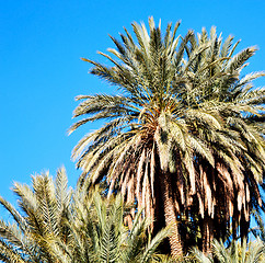 Image showing tropical palm in morocco africa alone   and the sky