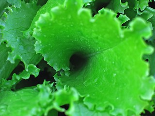 Image showing leaf of salad