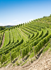 Image showing Italy - Piedmont region. Barbera vineyard