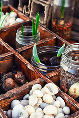 Image showing seedlings spring plants