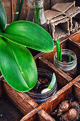 Image showing seedlings spring plants