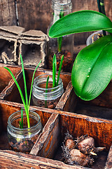 Image showing seedlings spring plants