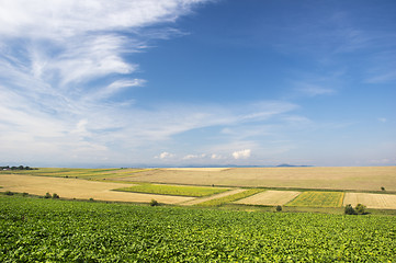 Image showing Summer fields