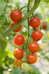 Image showing Cherry tomato