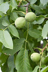 Image showing Green walnut