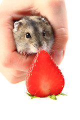 Image showing dzungarian mouse and fresh strawberry