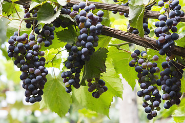 Image showing Red bunch of grapes
