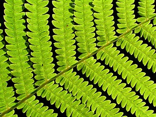 Image showing leaf of fern