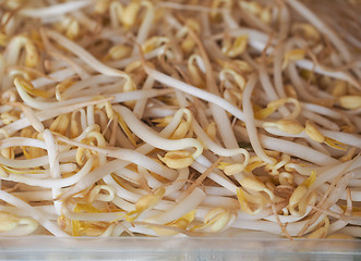 Image showing Mung bean sprouts vegetables