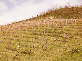 Image showing Retro looking Grapevine vitis