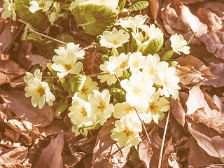 Image showing Retro looking Primula flower