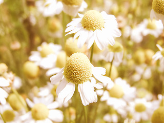 Image showing Retro looking Chamomile