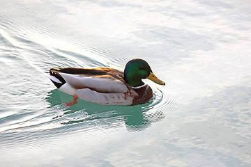 Image showing Swimming Duck