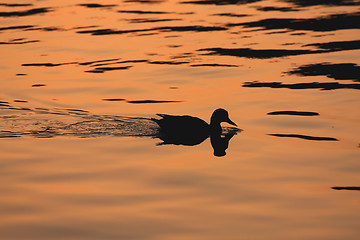 Image showing Swimming Duck
