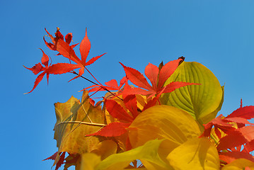 Image showing Bouquet of milticolor leaves