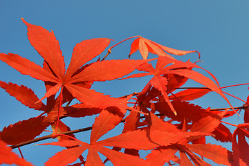 Image showing Red leaves