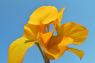 Image showing Yellow leaves