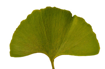 Image showing Leaf Ginkgo Biloba