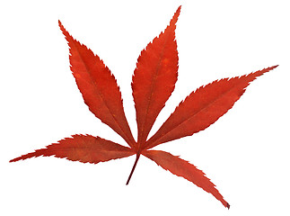 Image showing Red leaf