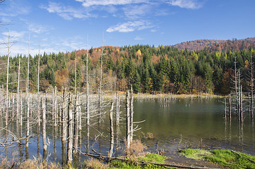 Image showing Dead trees in lake