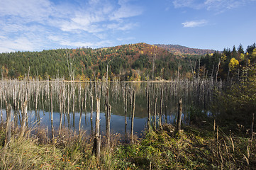 Image showing Forest lake