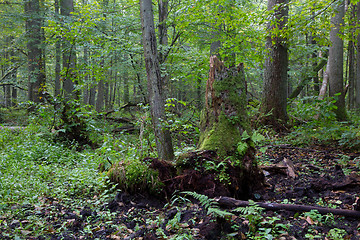 Image showing Old natural deciduous stand in morning