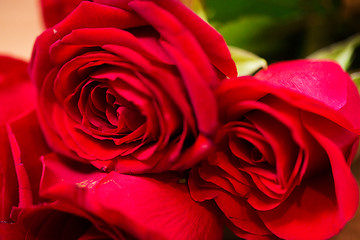 Image showing close up of red roses bunch