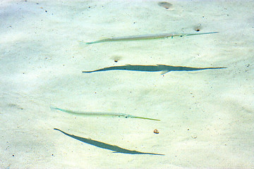 Image showing   fish   isla contoy         in    foam  the sea drop 