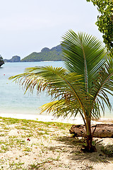 Image showing  boat coastline of a  green lagoon and tree  palm