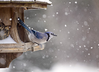 Image showing Blue Jay at Bird Feeder Winter