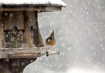 Image showing Cardinal at Bird Feeder