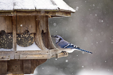 Image showing Blue Jay at Bird Feeder Winter