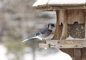 Image showing Blue Jay at Bird Feeder Winter