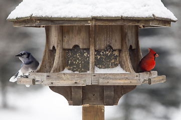 Image showing Cardinal at Bird Feeder