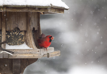 Image showing Cardinal at Bird Feeder