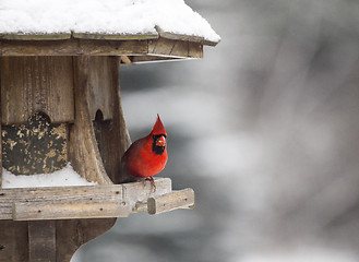 Image showing Cardinal at Bird Feeder