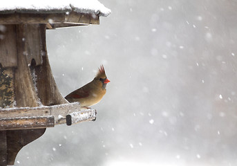 Image showing Cardinal at Bird Feeder