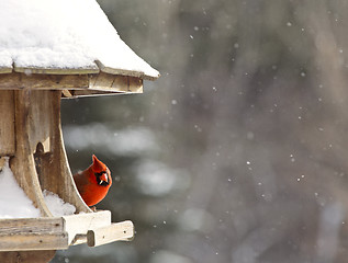 Image showing Cardinal at Bird Feeder