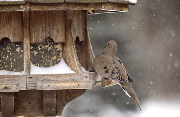 Image showing Mourning Dove in Winter