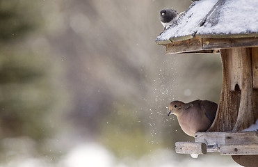 Image showing Mourning Dove in Winter